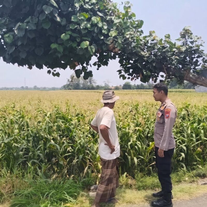 Sambangi Lahan Jagung di Pakistaji, Polisi Probolinggo Kawal Ketahanan Pangan